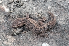 Hemidactylus brasilianus