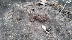 Hemidactylus brasilianus