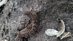 Hemidactylus brasilianus