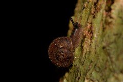 Austrochloritis wollemiensis