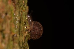 Austrochloritis wollemiensis