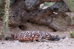 Heloderma suspectum suspectum