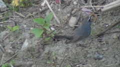 Calliope pectoralis