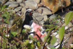 Calliope pectoralis