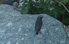 Calliope pectoralis