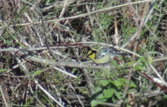 Machlolophus xanthogenys