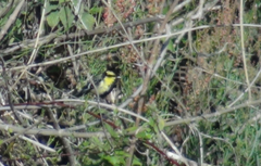 Machlolophus xanthogenys