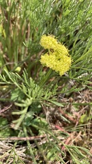 Lomatium caruifolium caruifolium