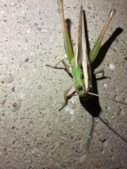 Staurorhectus longicornis