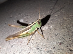 Staurorhectus longicornis