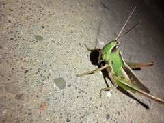 Staurorhectus longicornis