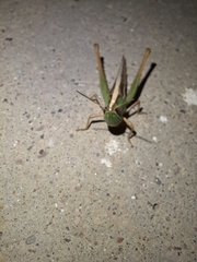 Staurorhectus longicornis