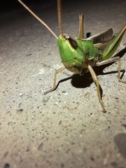 Staurorhectus longicornis