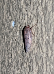 Polana