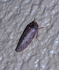 Polana