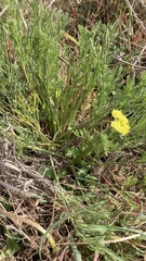 Lomatium caruifolium caruifolium