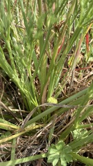 Lomatium caruifolium caruifolium