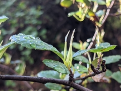 Cercocarpus betuloides blancheae