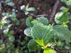 Cercocarpus betuloides blancheae