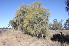 Acacia pendula