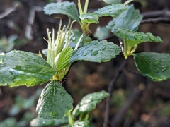 Cercocarpus betuloides blancheae