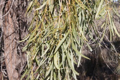 Acacia pendula