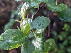 Cercocarpus betuloides blancheae