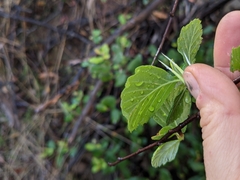 Cercocarpus betuloides blancheae