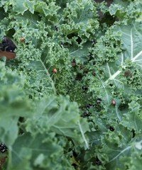 Brassica oleracea acephala