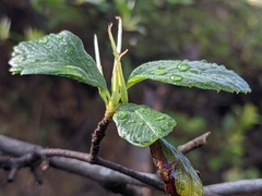Cercocarpus betuloides blancheae