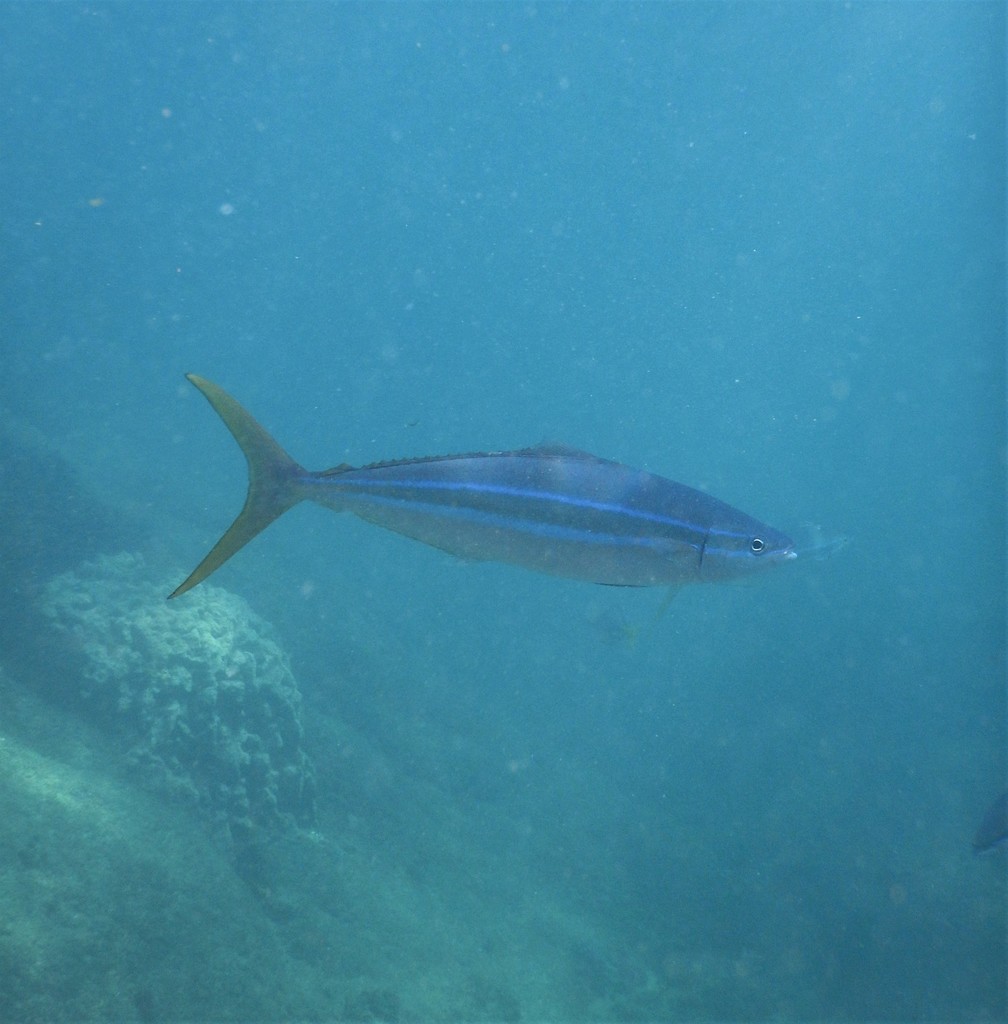 Rainbow runner (Elagatis bipinnulata) — Carangidae