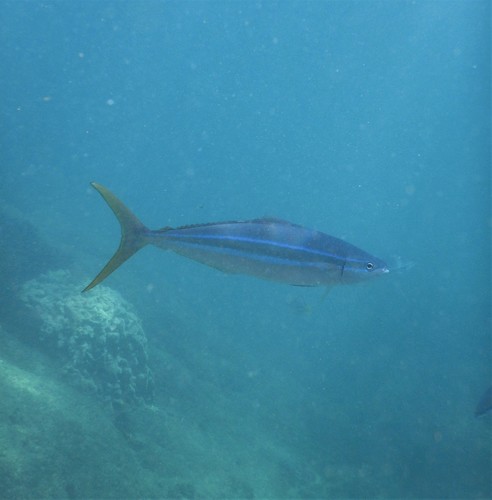 Rainbow runner (Elagatis bipinnulata) — Carangidae