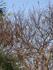 Pericrocotus speciosus