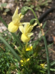 Narcissus triandrus