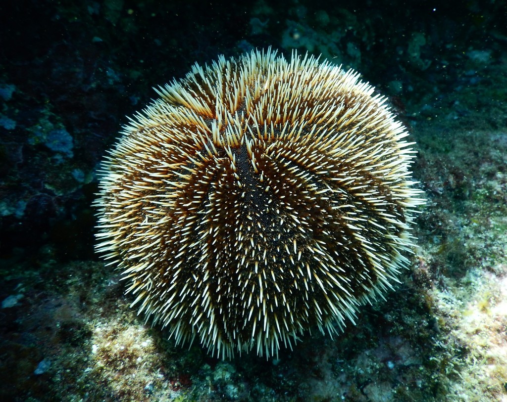 Sea Egg