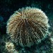 Sea Egg - Photo (c) axelvasquez20, some rights reserved (CC BY-NC), uploaded by axelvasquez20