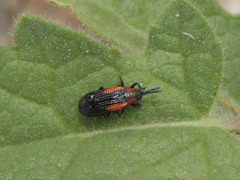 Microrhopala rubrolineata