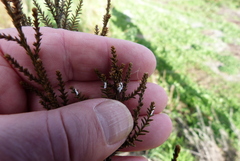 Paraferrisia podocarpi