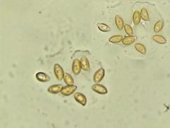 Naucoria escharioides