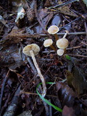 Naucoria escharioides