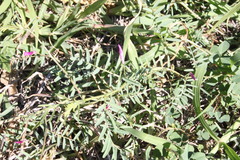 Vicia monantha