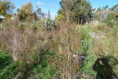 Paraferrisia podocarpi