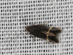 Aproaerema simplexella