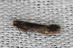 Aproaerema isoscelixantha