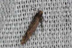 Aproaerema isoscelixantha