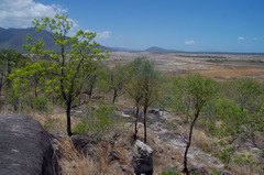 Pleiogynium timoriense