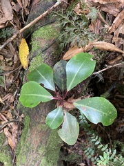 Horopito (Pseudowintera axillaris)