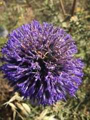 Echinops adenocaulos