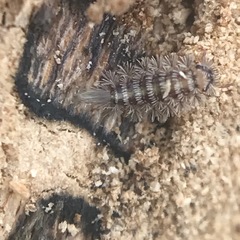 Polyxenus lagurus