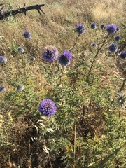 Echinops adenocaulos